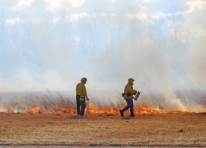 Incendios Forestales